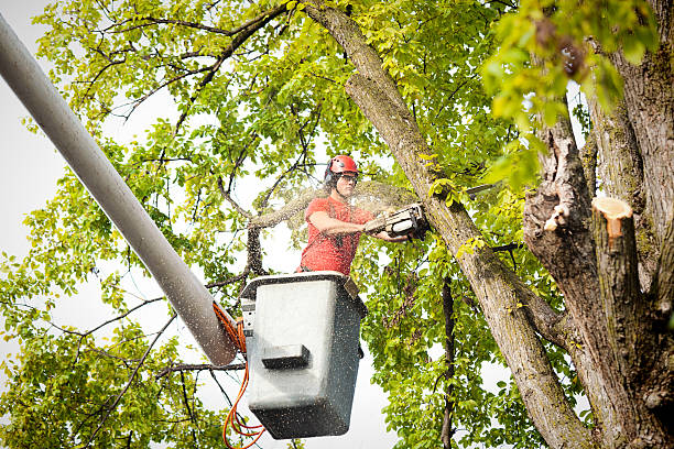 Best Tree Preservation Services  in USA